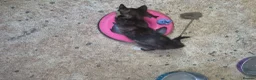 Mixed Breed cats for sale: Kittens for sale in Kilwinning - Advert 4