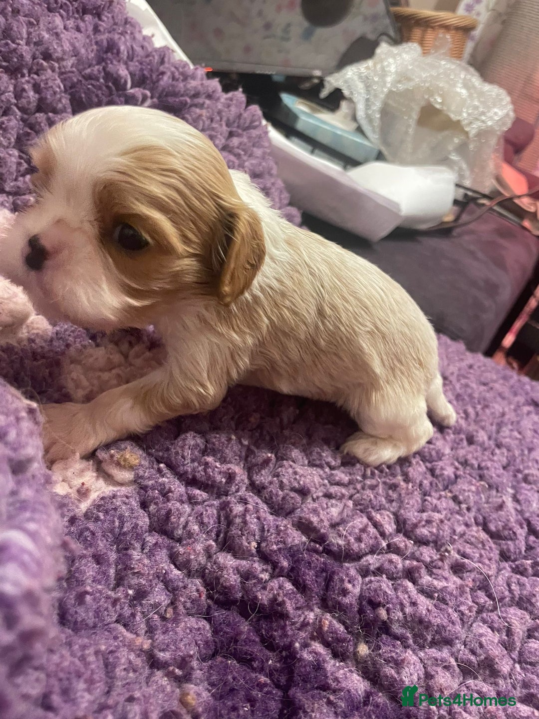 Cavalier King Charles Spaniel dogs for sale: Specialist Health Tested Cavalier King Charles  - Advert 29