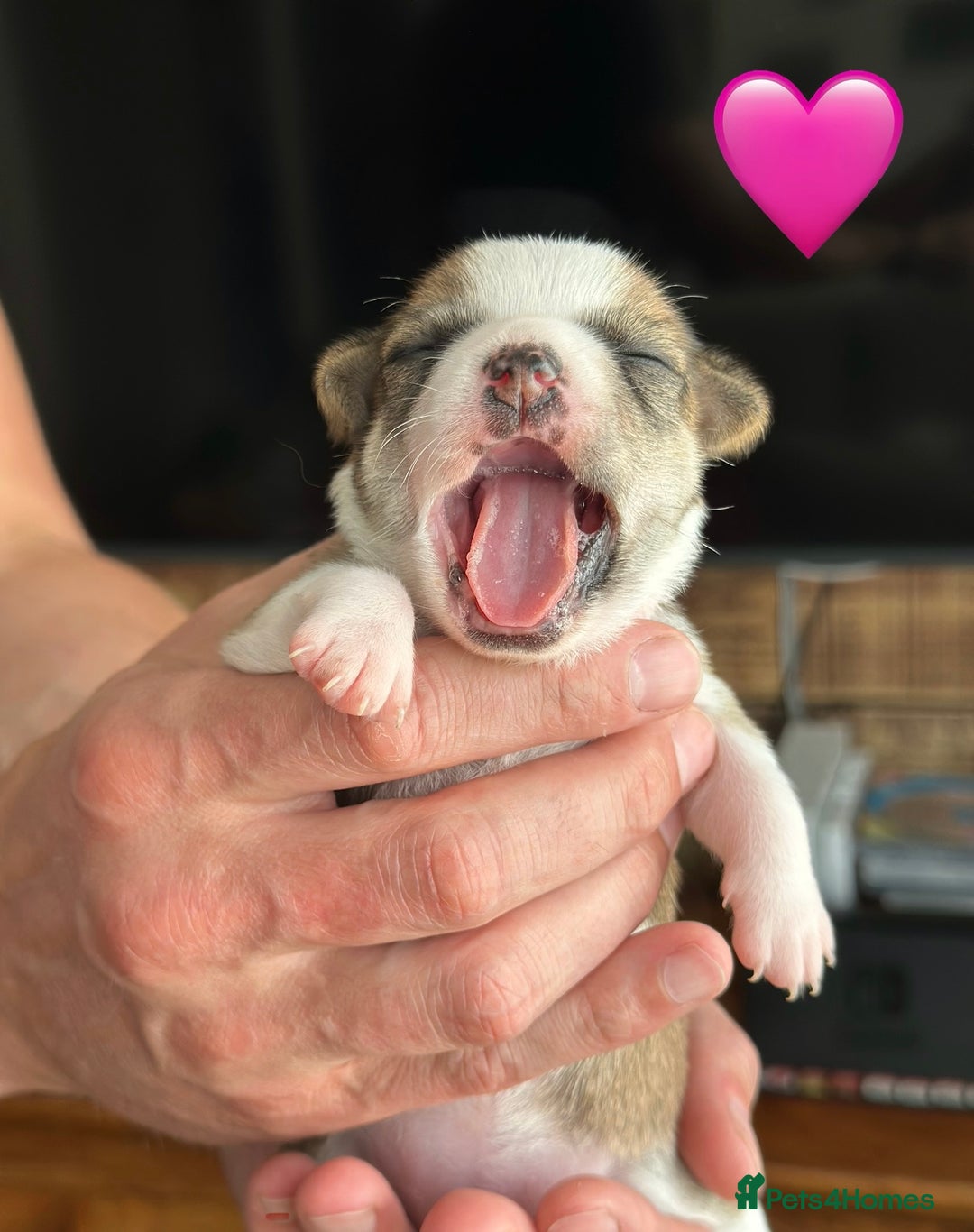 Chihuahua dogs for sale: 6 Gorgeous Chihuahua Puppies 🐶💙🩷🩷🩷🩷💙  - Image 23