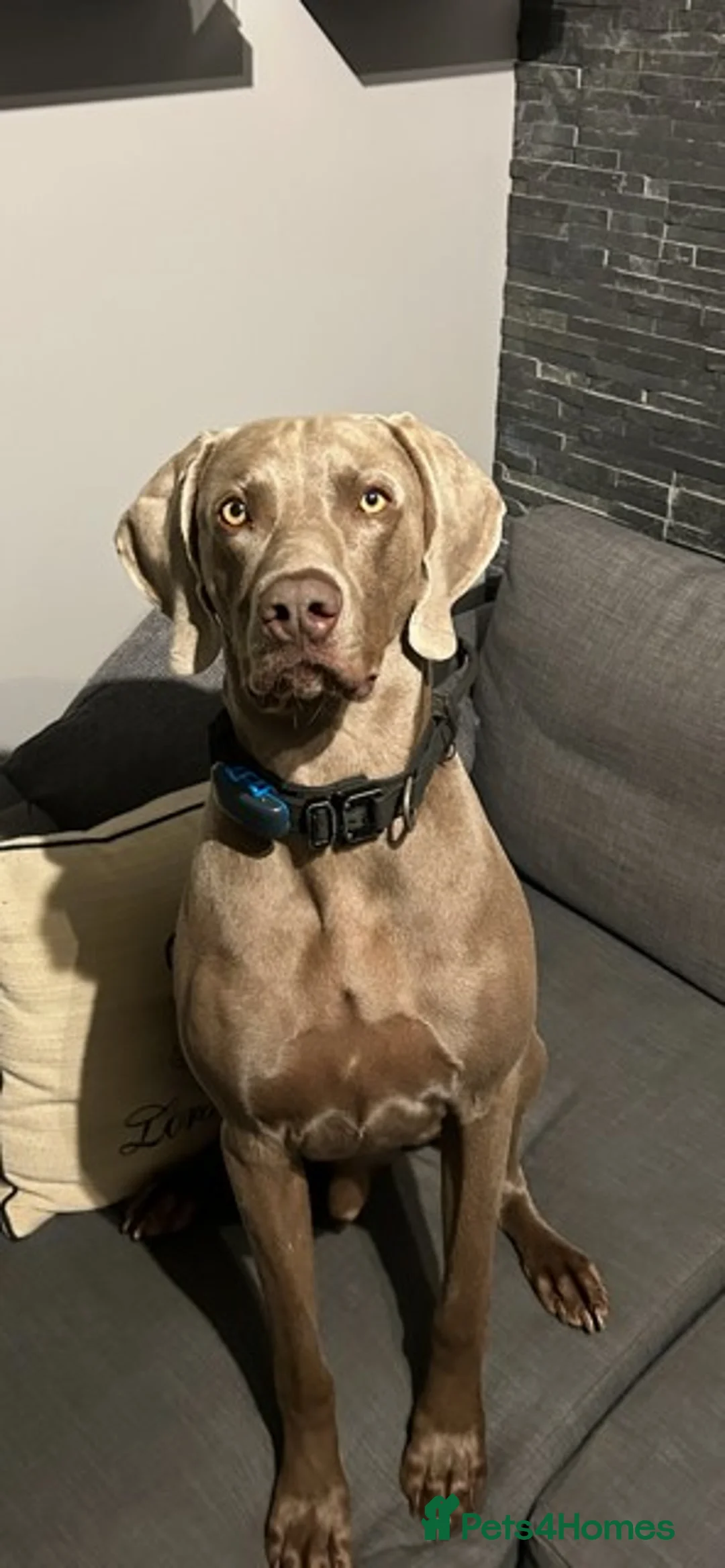 Weimaraner dogs for stud: Stunning, Healthy Stud - Advert 6