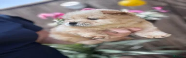 Chow Chow 2
