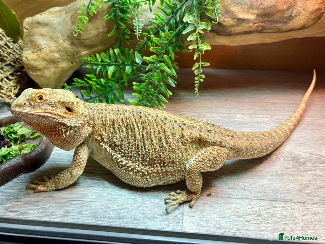 Bearded Dragon reptiles for sale: Female Rainbow Tiger Bearded Dragon - Image 6