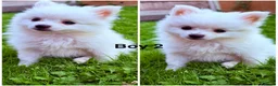 Pomeranian dogs for sale: Pomeranians Puppy’s  - Advert 3