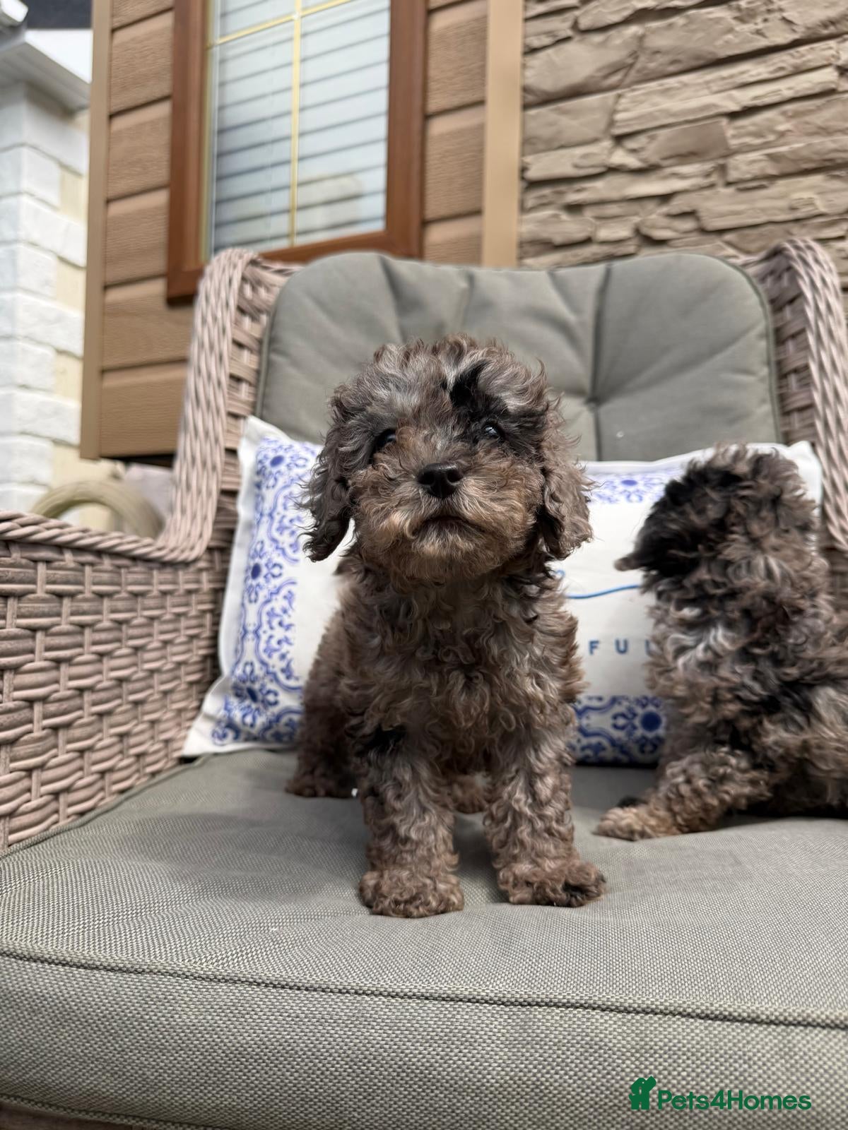 Miniature Poodle dogs 2 miniature poodles  - Advert 2