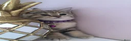 British Shorthair cats for sale: British shorthair kittens  in Rainham - Advert 15