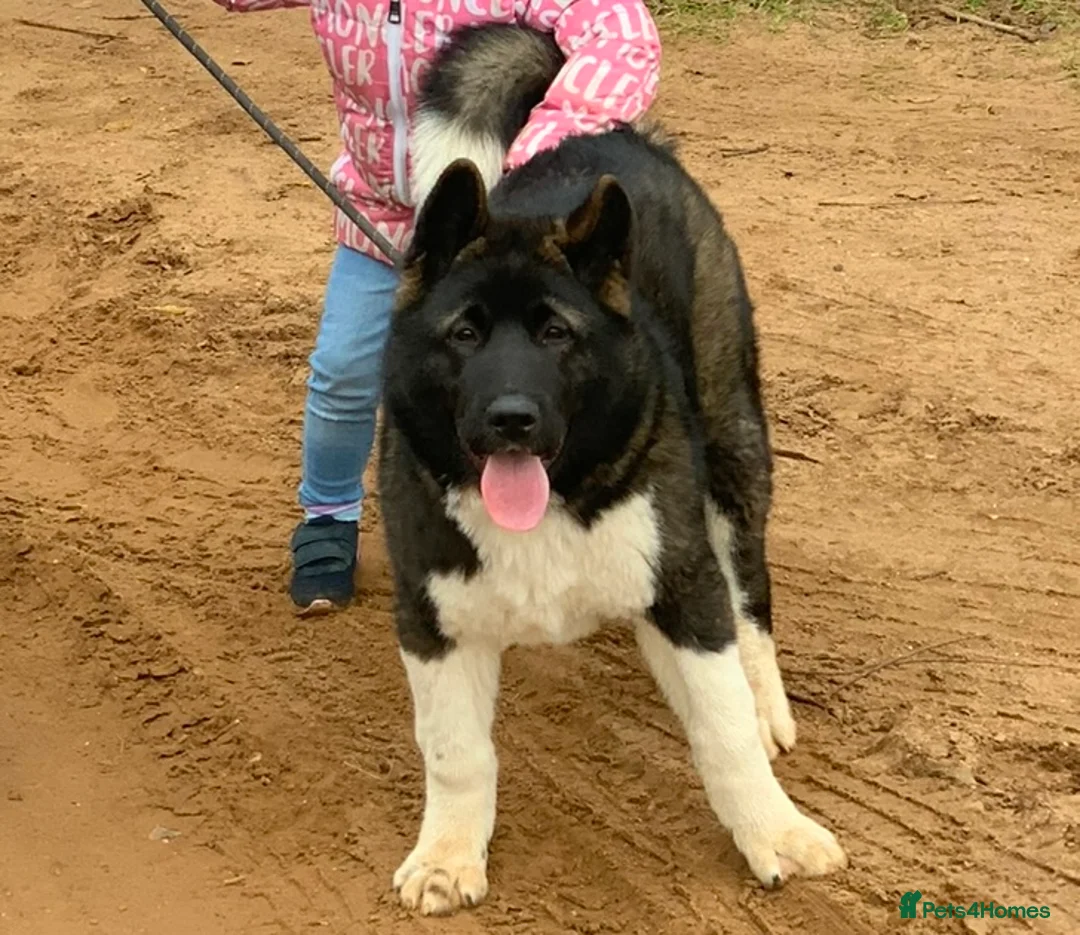 Akita dogs for stud: Akita for STUD only - Advert 2