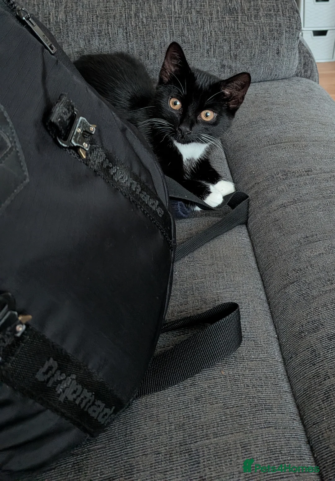 British Shorthair cats for sale: Rehoming our beloved 12 weeks old kittens - Advert 2