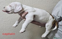Mixed Breed dogs for sale: Confident & Well-Socialised Presa x Staffy Pups - Image 2