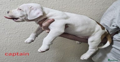 Mixed Breed dogs - Advert 5