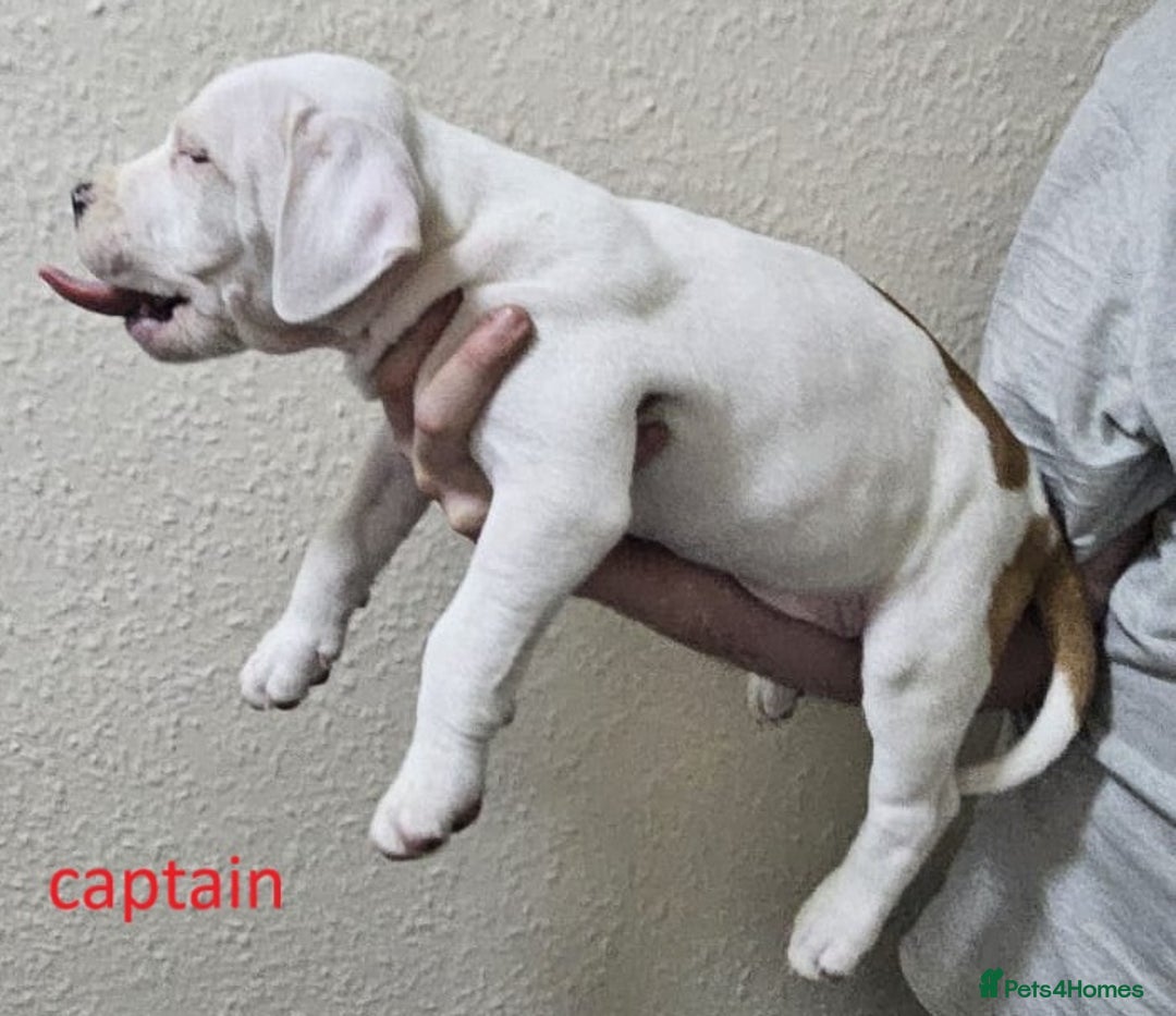 Mixed Breed dogs for sale: Confident & Well-Socialised Presa x Staffy Pups - Image 2
