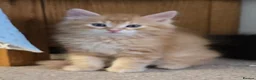 Mixed Breed cats for sale: A Fairytale Romance - Advert 4