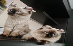 American Curl cats for sale: Two very rare and wonderful kittens for sale - Image 19