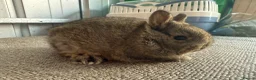 Netherland Dwarf rabbits for sale: Pure Bred Netherland Dwarf Rabbits - Advert 16
