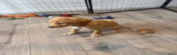 Labrador Retriever dogs for sale: Health Tested Champion Pedigree Pups - Advert 8