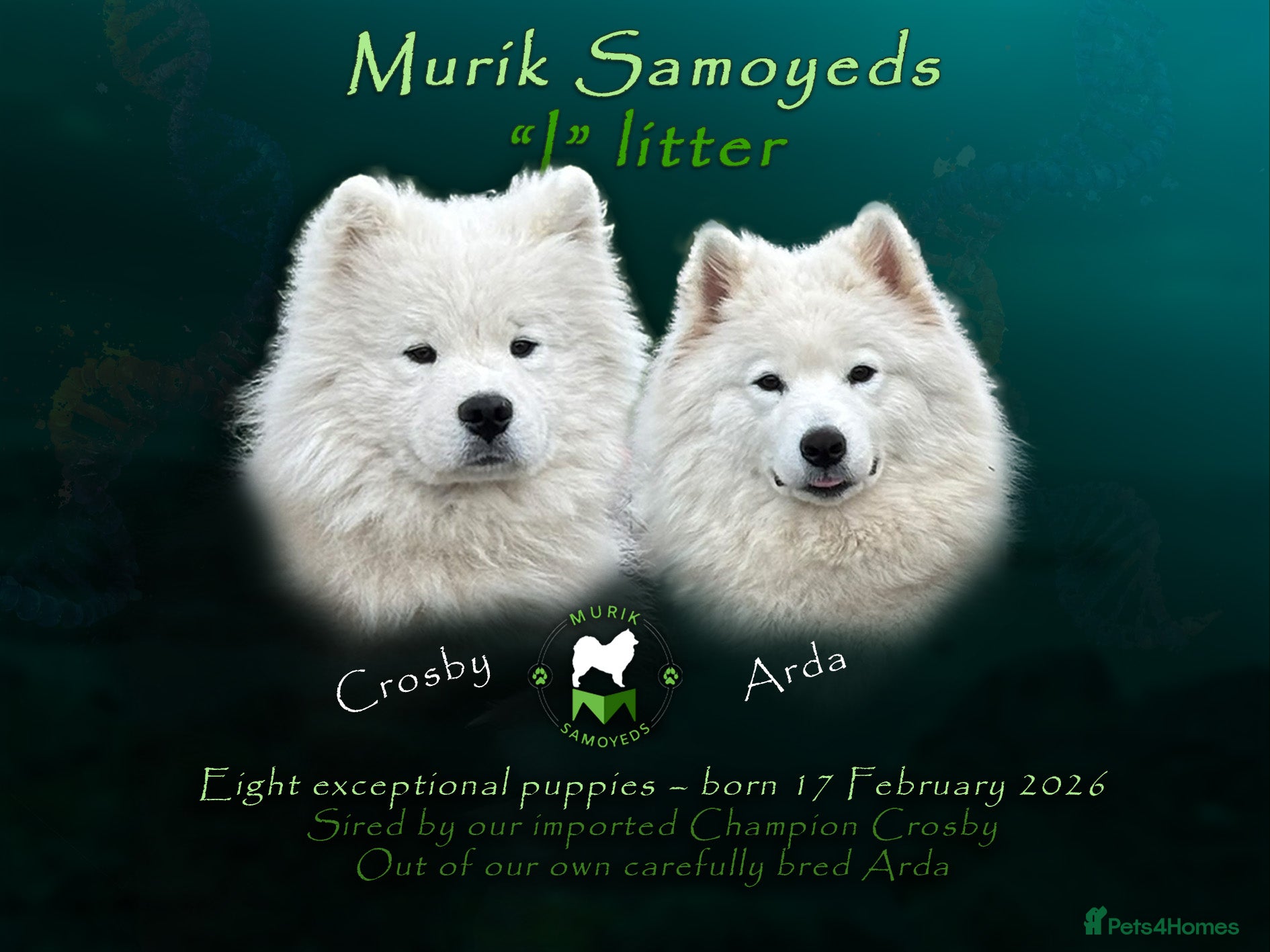 Samoyed dogs KC Registered Samoyeds from Proven Champion Lines - Advert 1
