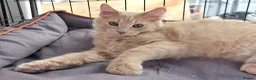 Maine Coon cats for sale: Rare Colour 3/4 Maincoon Ragdoll Mix Kitten - Advert 14