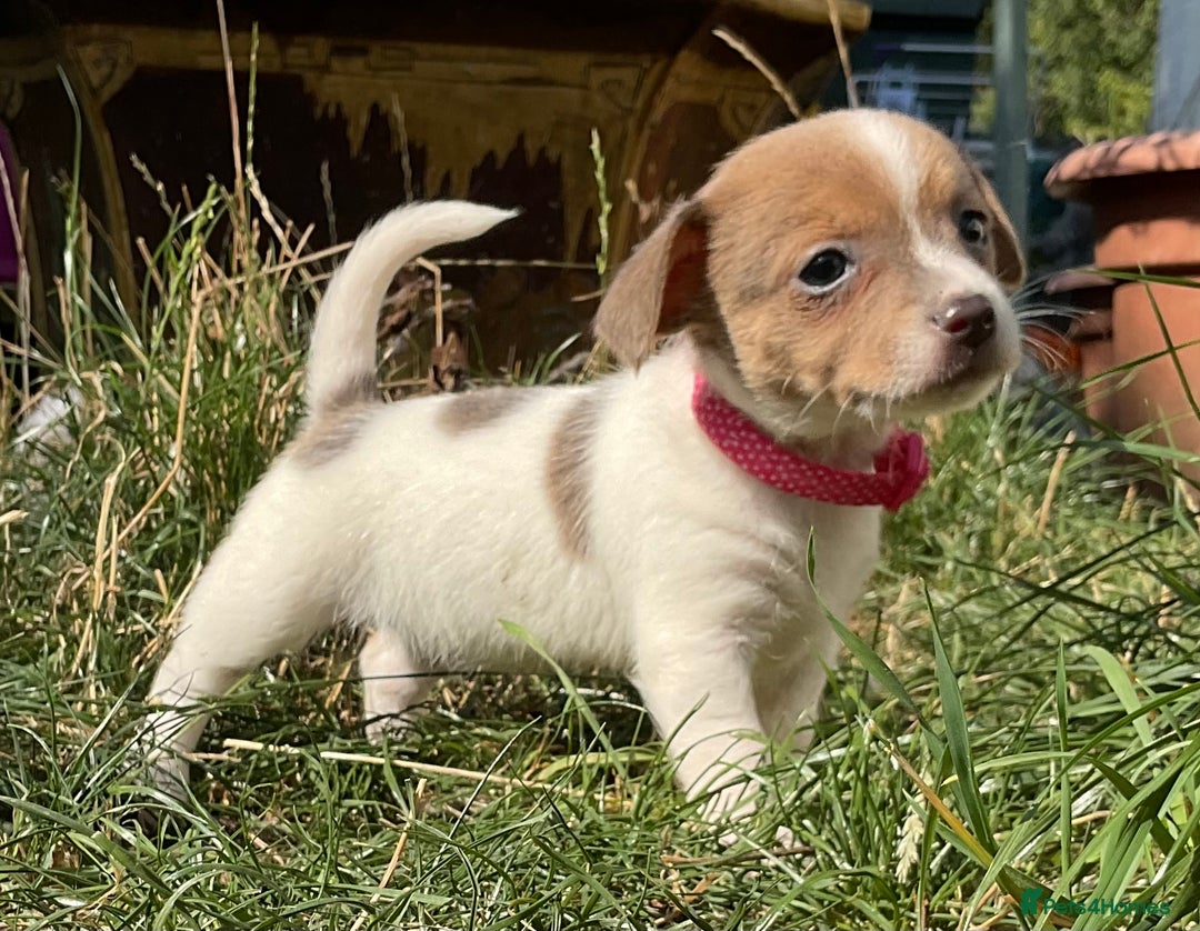 Jack Russell dogs for sale: Tiny Jack Russell’s - Image 6
