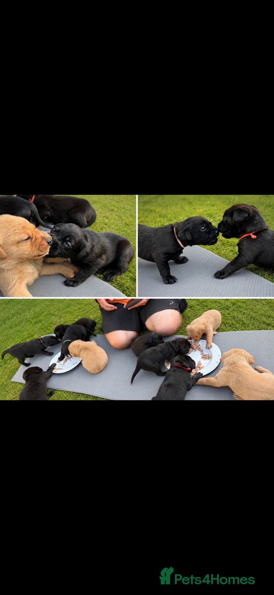 Labrador Retriever dogs Labrador cross Boxerdore puppies  - Advert 1