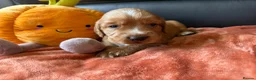 Cocker Spaniel dogs for sale: Cocker spaniel pups  - Advert 2