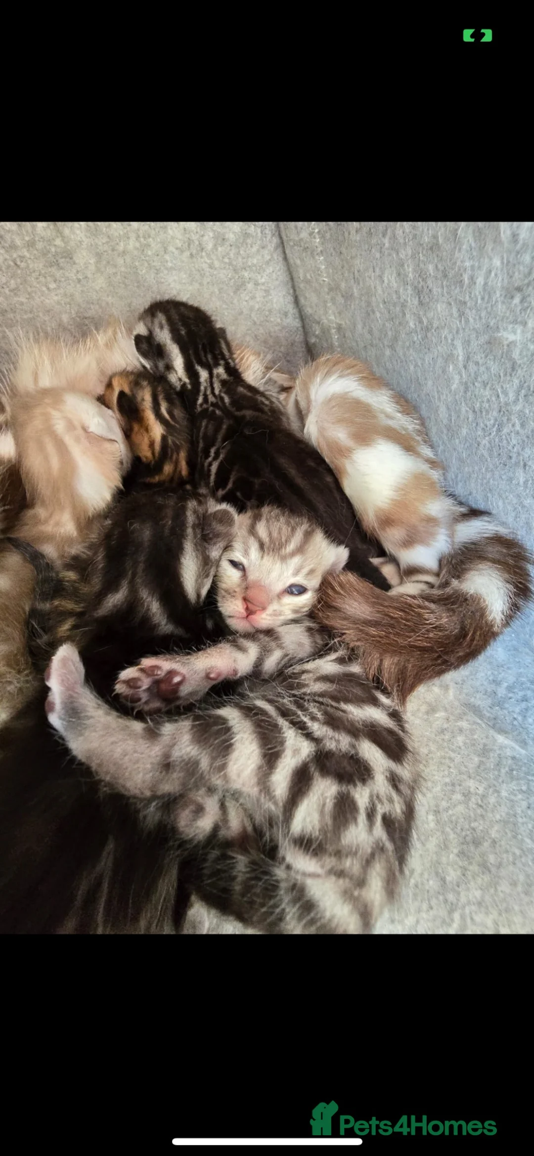 Bengal cats for stud: Worldcatbengals Marlo/mylo naw available for stud  - Advert 10