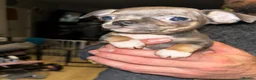 Chihuahua dogs for sale: Beautiful blue tri chihuahua puppies ready now - Advert 12
