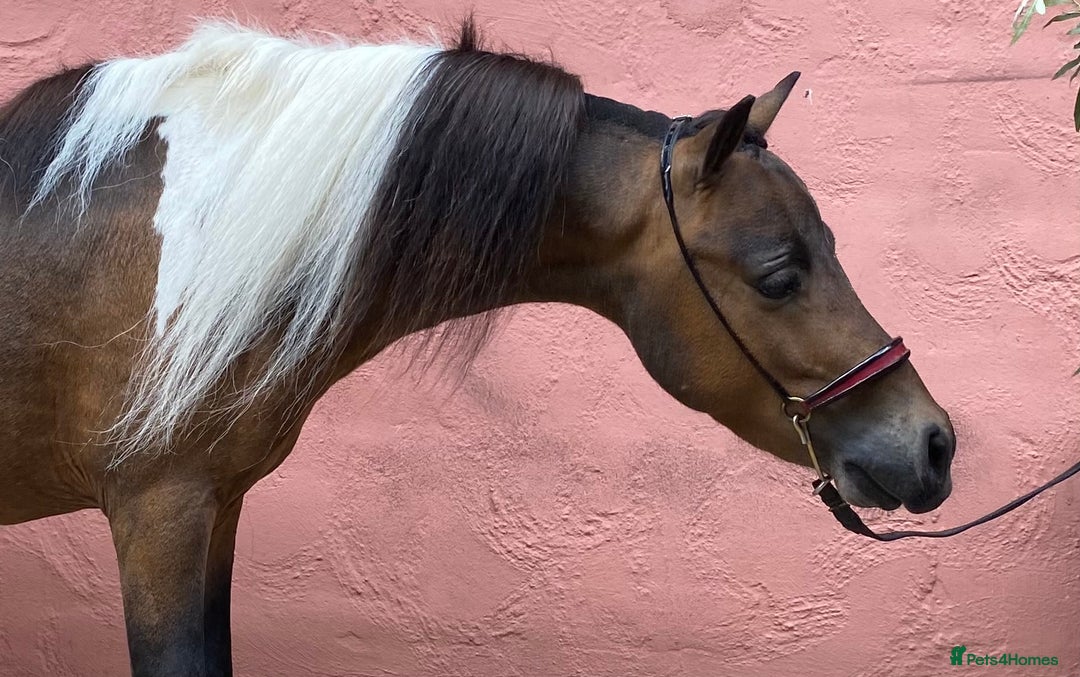Miniature horses for sale: AMHA/AMHR SHOW STALLION  - Image 4