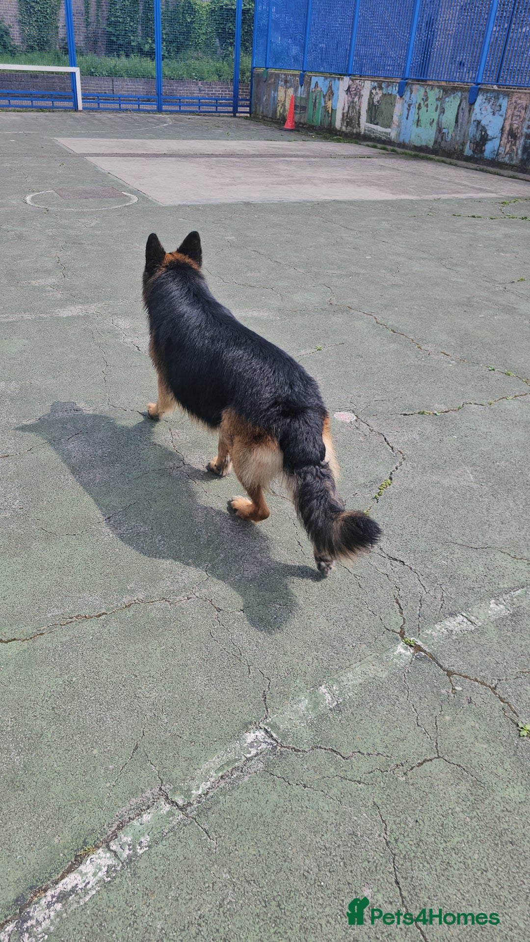 German Longhaired Pointer dogs for stud: Long haired German Shepherd,  GSD for stud in Chatham - Advert 4