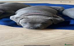 Staffordshire Bull Terrier dogs for sale: solid blues - Image 11