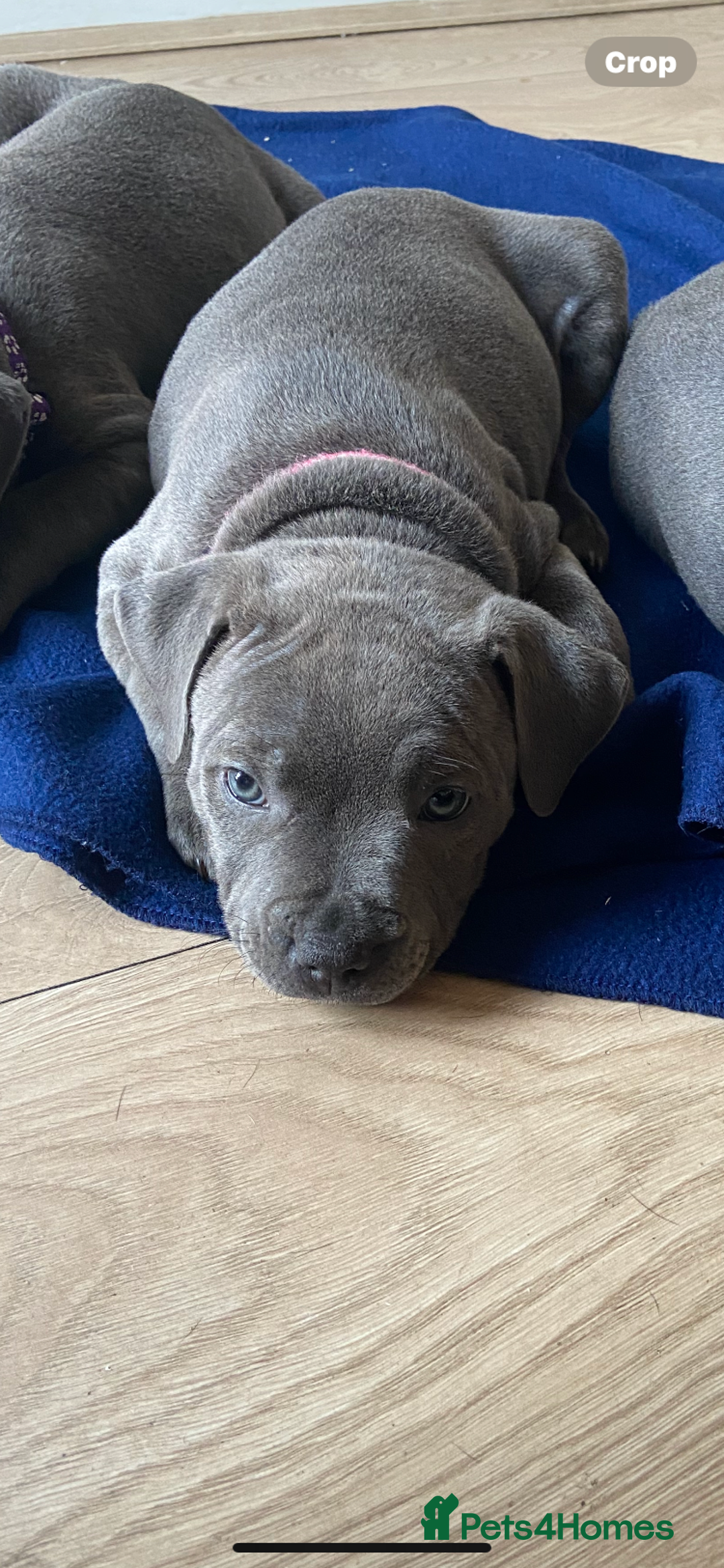 Staffordshire Bull Terrier dogs for sale: solid blues - Image 11