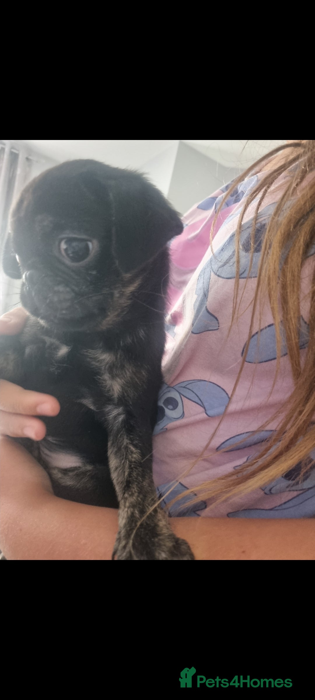 Pug dogs for sale: pug puppy - Image 4
