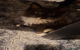 Mixed Breed cats for sale: Half ragdol and half British shorthair - Image 1