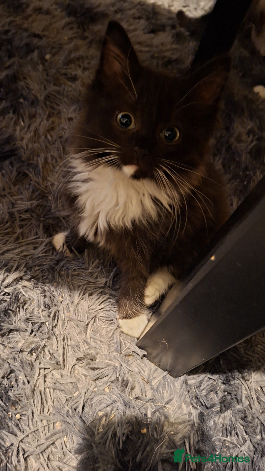 Mixed Breed cats for sale: Half ragdol and half British shorthair - Image 1