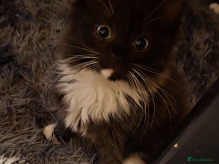 Mixed Breed cats - Advert 13