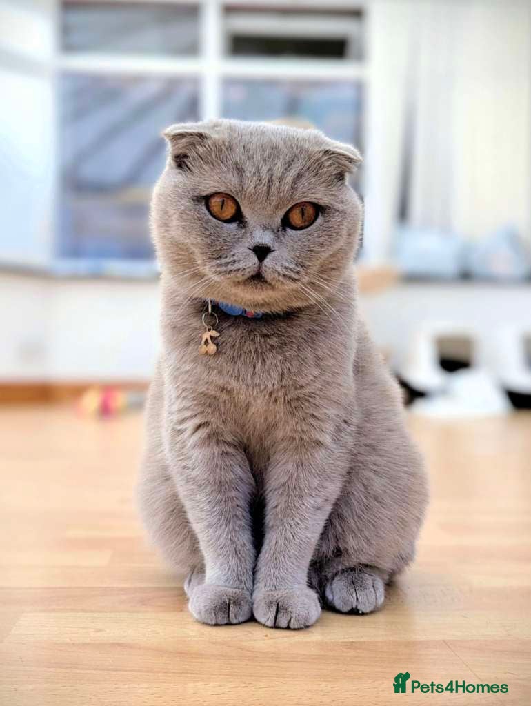 Scottish Fold cats Scotish fold/straight kittens  - Advert 11