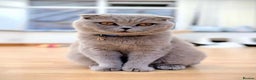 Scottish Fold cats for sale: Scotish fold/straight kittens  - Advert 32