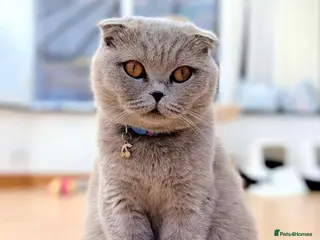 Scottish Fold cats Scotish fold/straight kittens - Advert 11