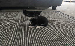 British Shorthair cats for sale: Beautiful black kittens - Image 7
