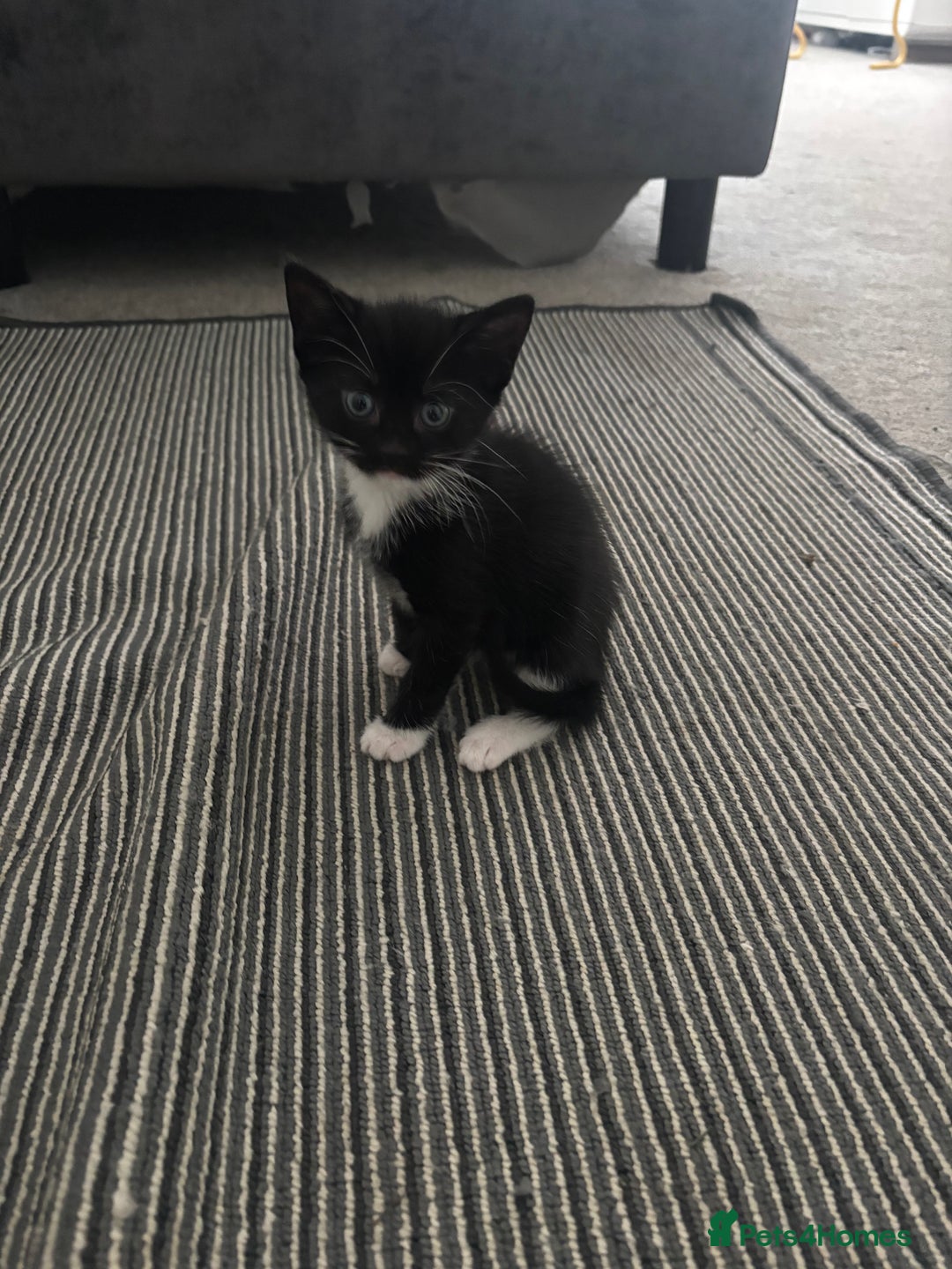 British Shorthair cats for sale: Beautiful black kittens - Image 7