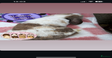 Mini Lop rabbits - Advert 1
