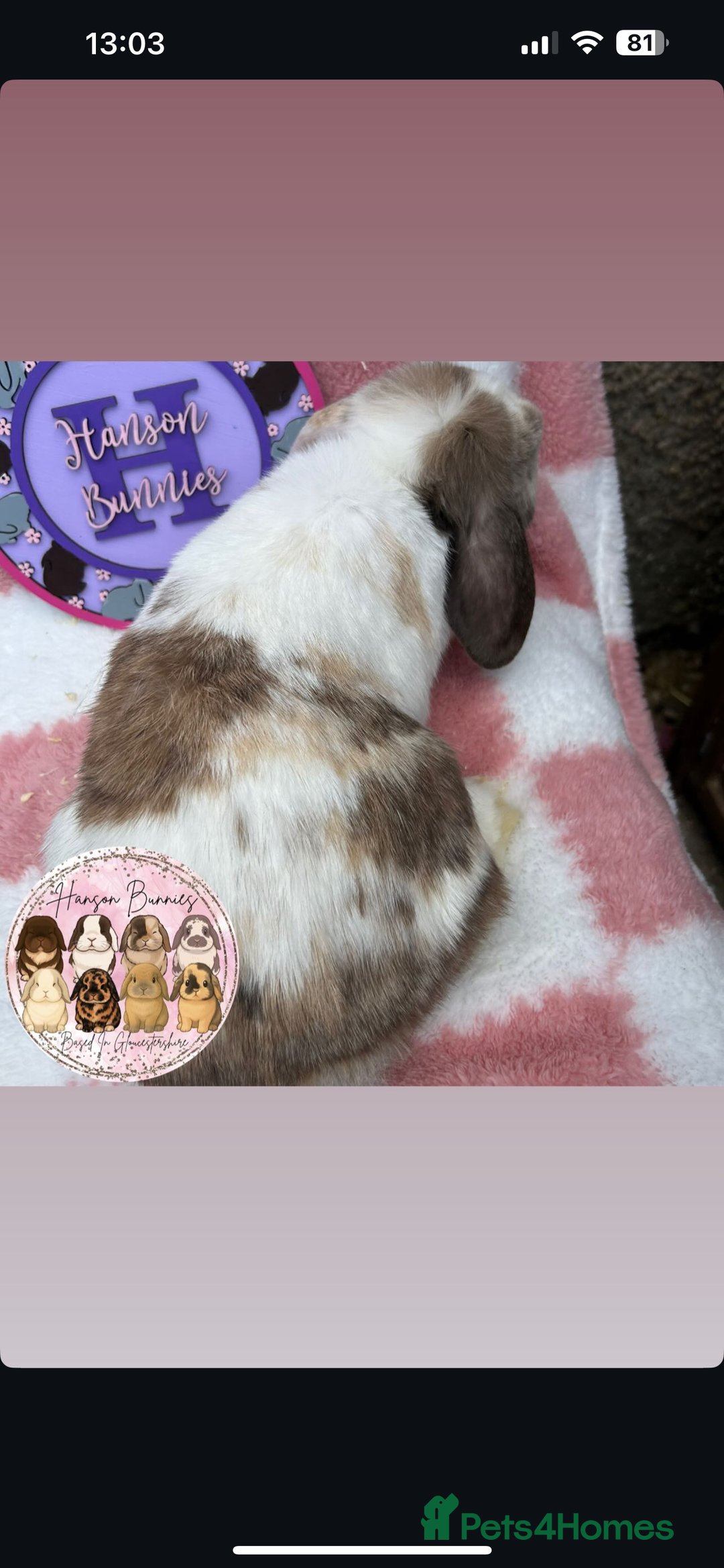 Mini Lop rabbits for sale: Adult Mini Lop Doe’s  - Image 3