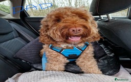 Cockapoo dogs for sale: F2 cockapoo’s for sale! 🌟  - Advert 14