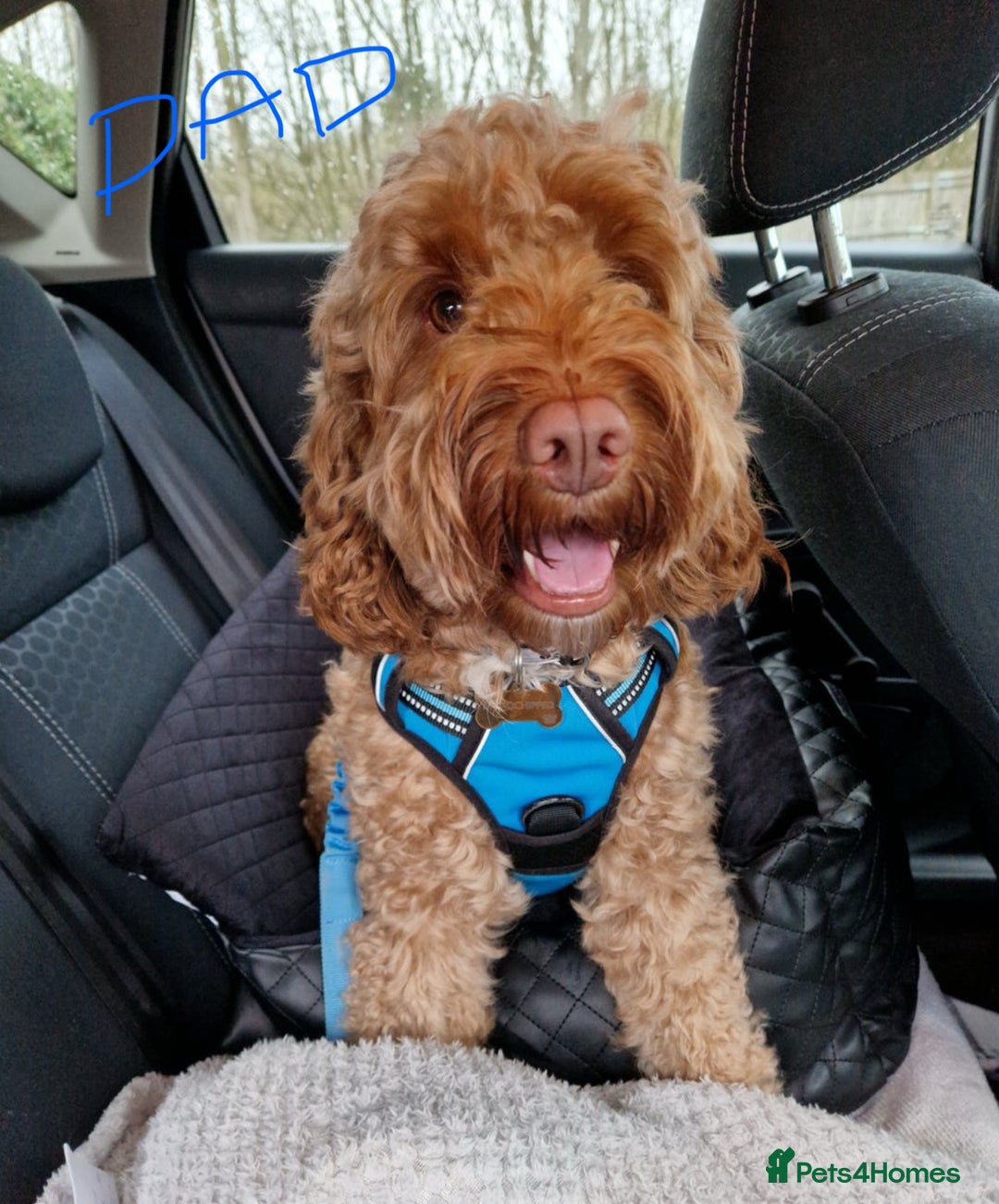 Cockapoo dogs for sale: F2 cockapoo’s for sale! 🌟  - Advert 14