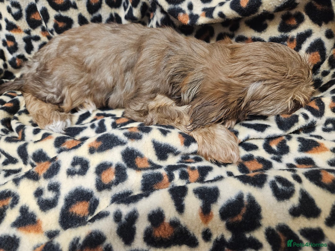 Yorkshire Terrier dogs for sale: 🧡 DNA tested parents 🤎 Chocolate Red boy  - Advert 13