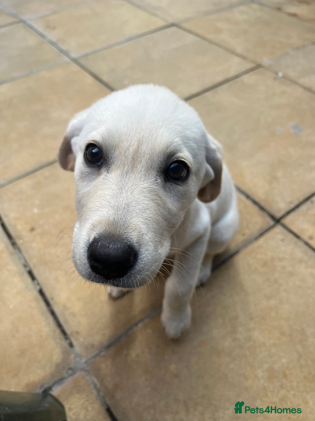 Labrador Retriever dogs for sale: Our beautiful Maggie is having babies 🐾 - Image 5
