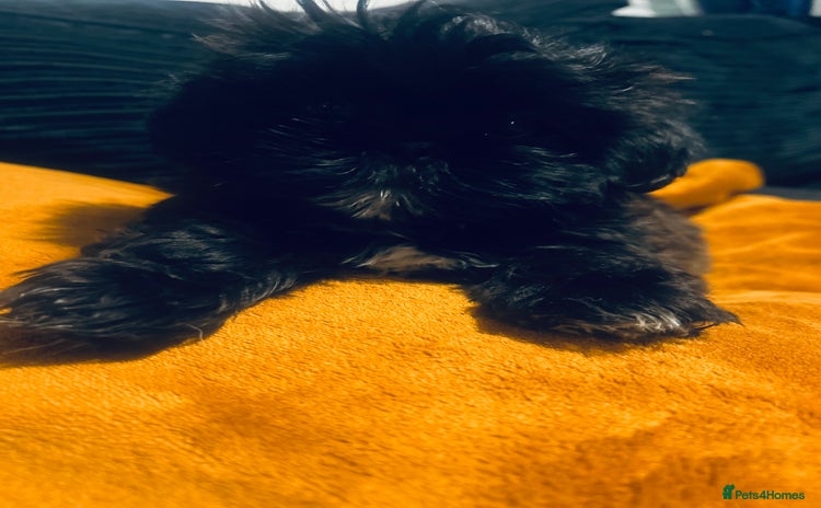 Shih Tzu dogs - Advert 1