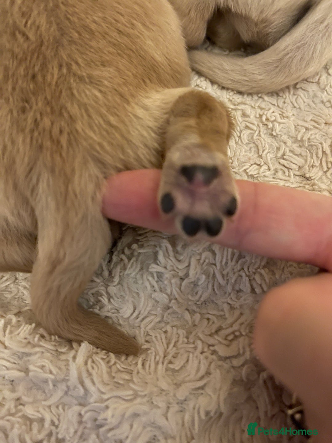 Golden Retriever dogs for sale: Perfectly Awesome Golden Retrievers  - Advert 10