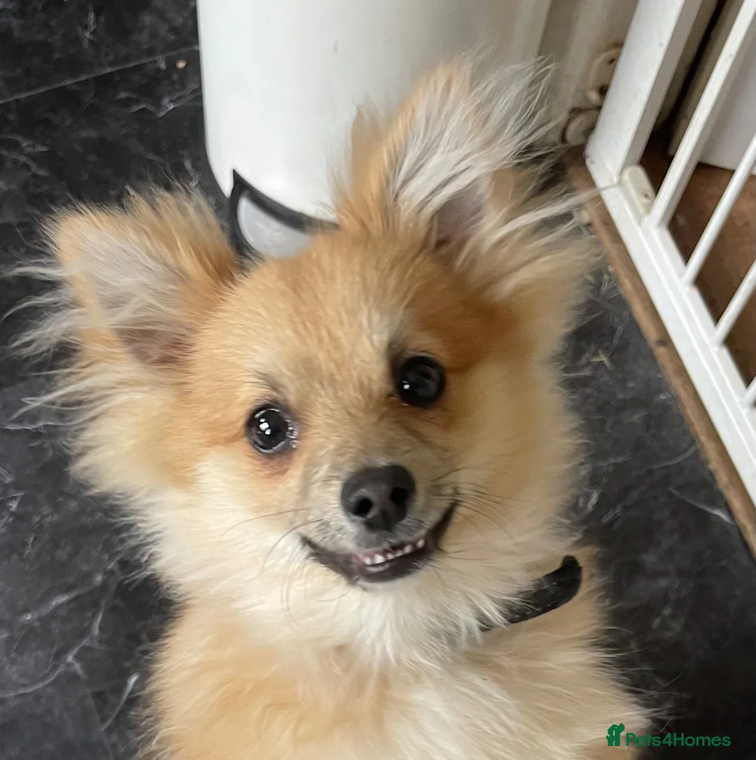 Pomeranian dogs for sale: Teddy-pomerian 10 months old - Advert 3