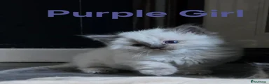 Purple girl