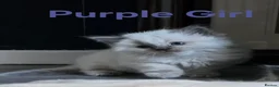Ragdoll cats for sale: Six beautiful ragdoll kittens - Advert 7