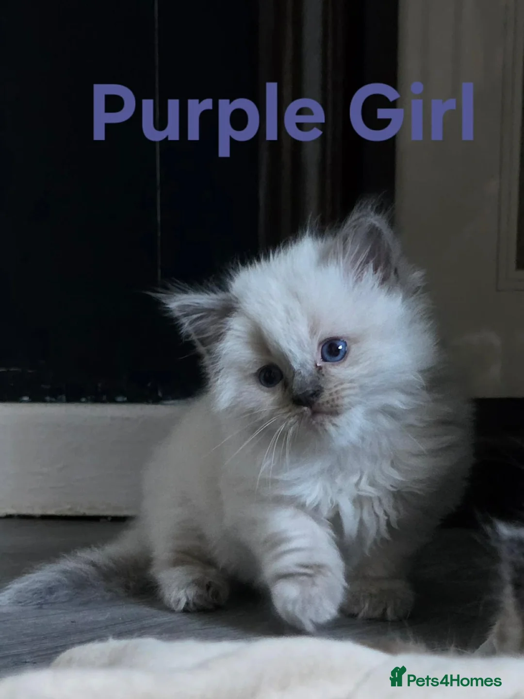 Ragdoll cats for sale: Six beautiful ragdoll kittens - Advert 7